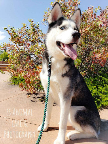 Husky Strong Custom Leash 8ft | NoCo Creations